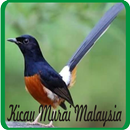 Kicau Burung Murai Batu Malaysia APK