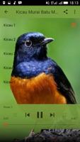 Kicau Burung Murai Batu imagem de tela 2