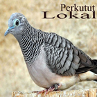 Kicau Perkutut Lokal 아이콘