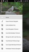 Kicau Perkutut Lokal Cartaz