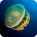 Jelly Fish HD Wallpaper-APK