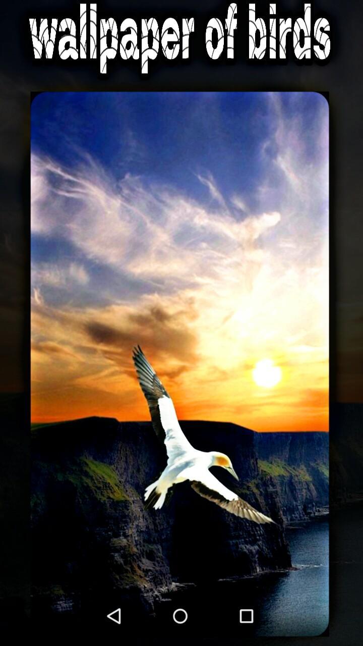 Descarga de APK de fondos de pantalla de pajaritos imagenes de aves para Android Descarga de APK de fondos de pantalla de pajaritos imagenes de aves para Android