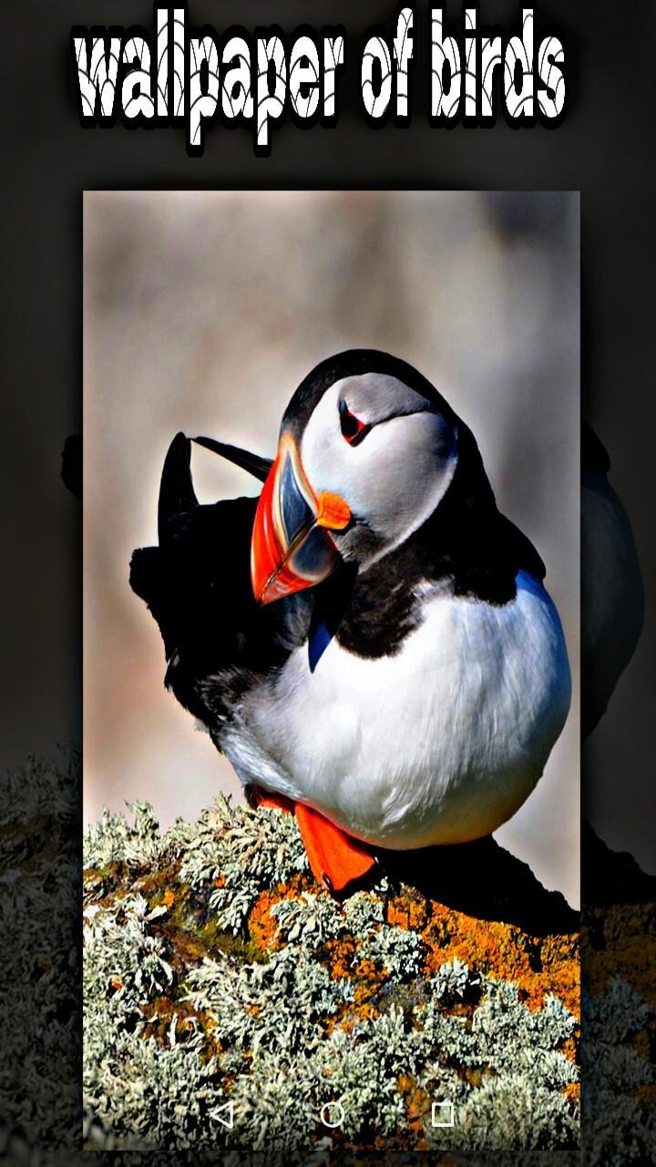 Descarga de APK de fondos de pantalla de pajaritos imagenes de aves para Android Descarga de APK de fondos de pantalla de pajaritos imagenes de aves para Android