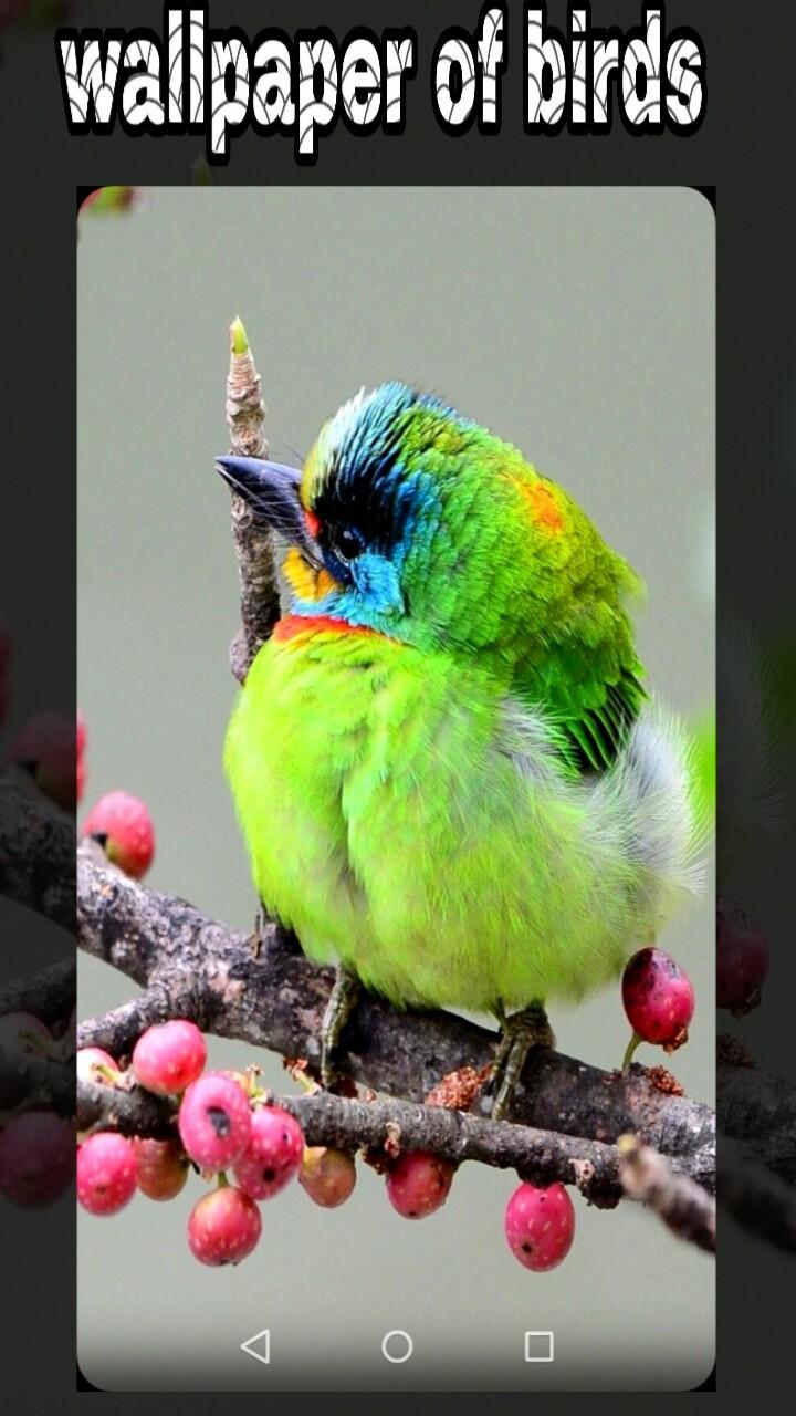 Descarga de APK de fondos de pantalla de pajaritos imagenes de aves para Android Descarga de APK de fondos de pantalla de pajaritos imagenes de aves para Android
