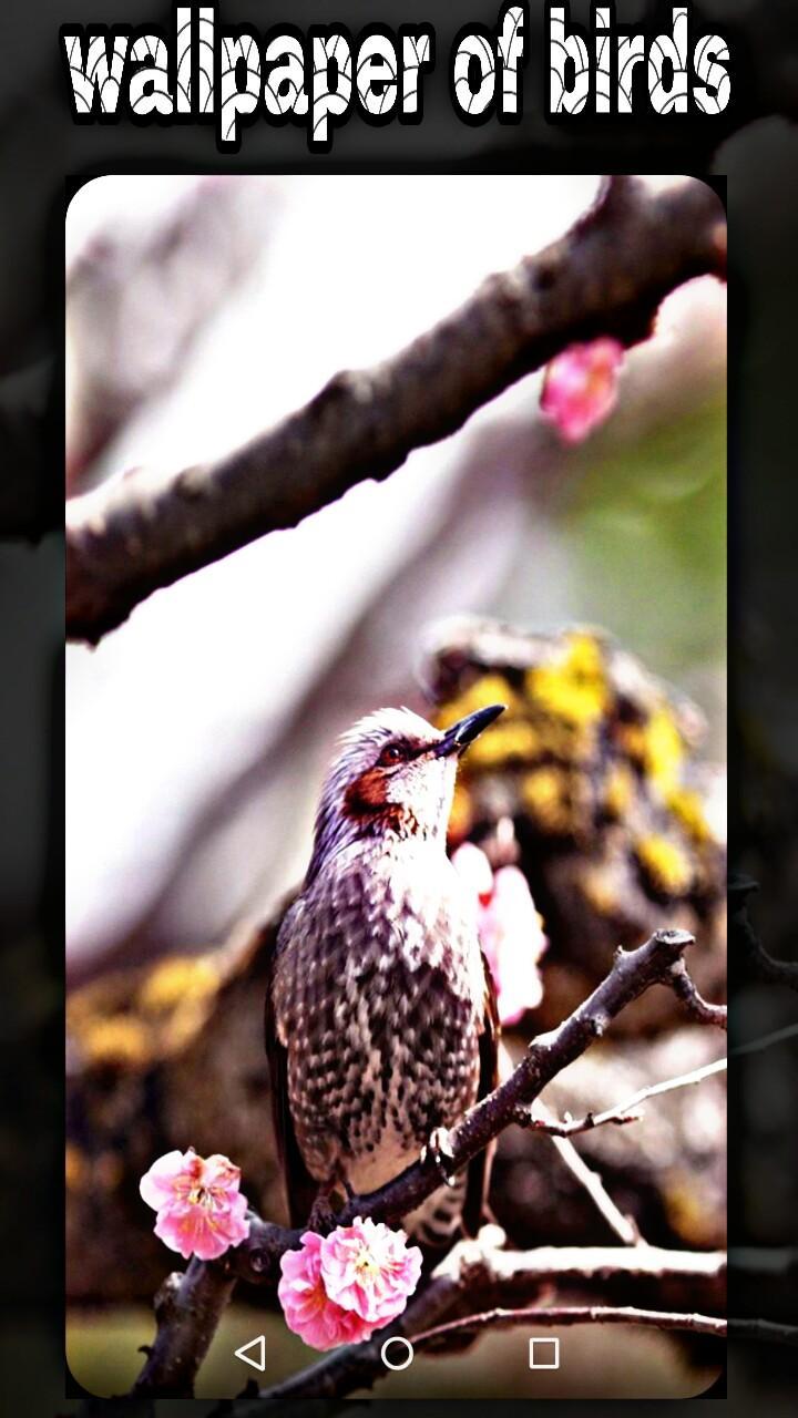 Descarga de APK de fondos de pantalla de pajaritos imagenes de aves para Android Descarga de APK de fondos de pantalla de pajaritos imagenes de aves para Android