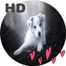Fonds d'écran de chiots mignons chiens Full HD 4K APK