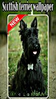 scottish terrier wallpaper скриншот 1