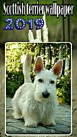 scottish terrier wallpaper ảnh chụp màn hình 2