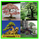 Best Bonsai Tree Ideas APK