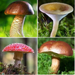 Identificatore di funghi