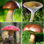 Mushroom identifier آئیکن