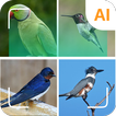 鳥の識別器