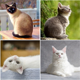 Identifiant de race de chat icône