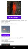 Identificador de peixe imagem de tela 3