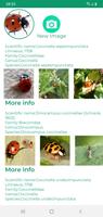 Identification des insectes Affiche