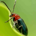Icona Identificatore di insetti