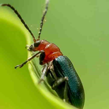 Identificador de inseto