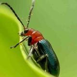 Insect identifier APK