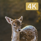 Hunting Camera 4K آئیکن