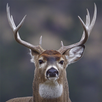 Hunting Camera Pro APK