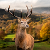 WILDLIFE CAM-APK