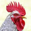 Funny chicken sounds ringtones aplikacja
