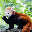 APK Adorable Red Panda wallpaper
