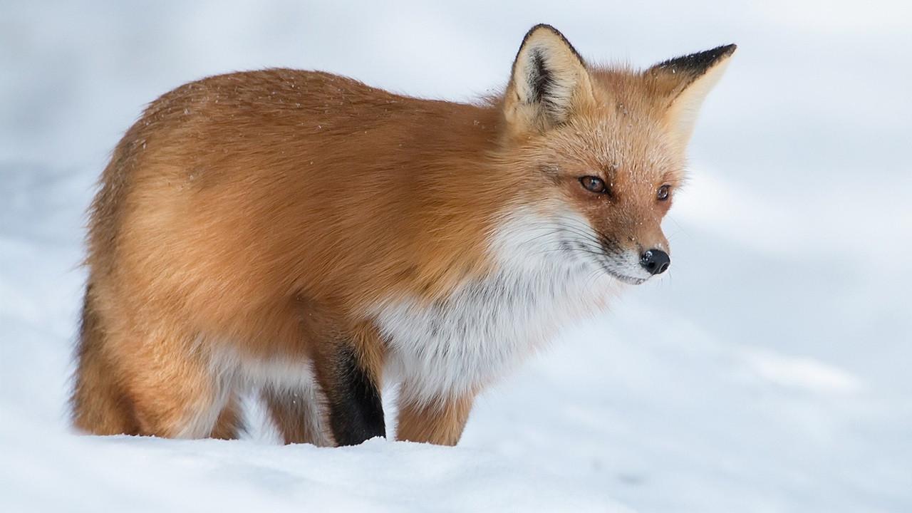 Foxes amazing. Лиса картинка. Лиса в снегу. Лиса обои. Фон лисы.