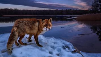 Best Fox Wallpaper پوسٹر