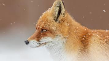 Best Fox Wallpaper اسکرین شاٹ 1