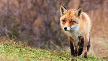 Best Fox Wallpaper اسکرین شاٹ 2