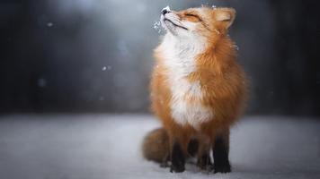 Best Fox Wallpaper اسکرین شاٹ 3