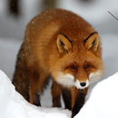 APK Best Red Fox Wallpaper