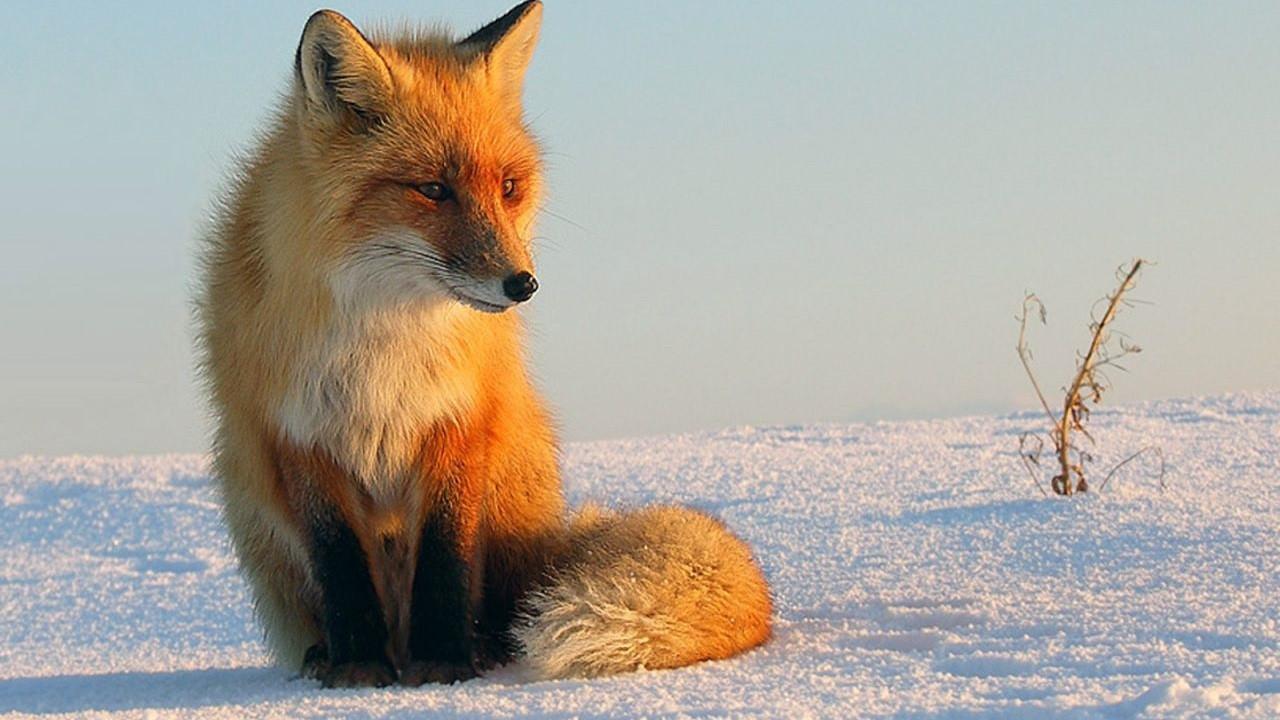Red fox 2. Лиса. Обыкновенная лисица. Лиса аватарка. Рыжая лисица Донбасс.
