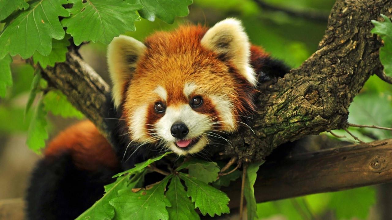 Cute Red Panda Wallpaper For Android Apk Download