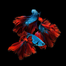 APK Beautiful Betta Fish Wallpaper