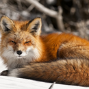 APK Red Fox Wallpaper