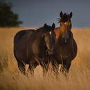APK Horse Wallpaper