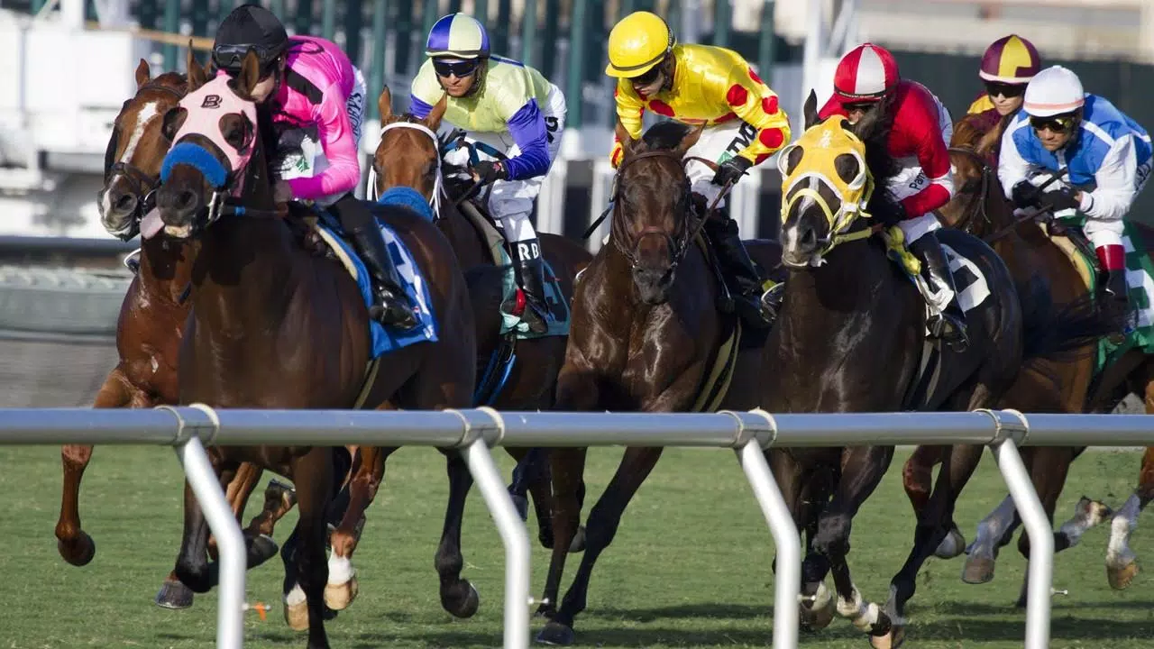 Horse Racing Wallpapers APK for Android Download Horse Racing Wallpapers APK for Android Download