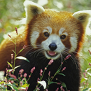 APK Beautiful Red Panda Wallpaper
