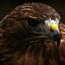 APK Amazing Eagle Wallpaper