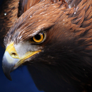 APK Top Eagle Wallpaper
