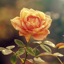 APK Awesome Rose Wallpaper