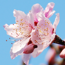 APK Beautiful Sakura Wallpaper
