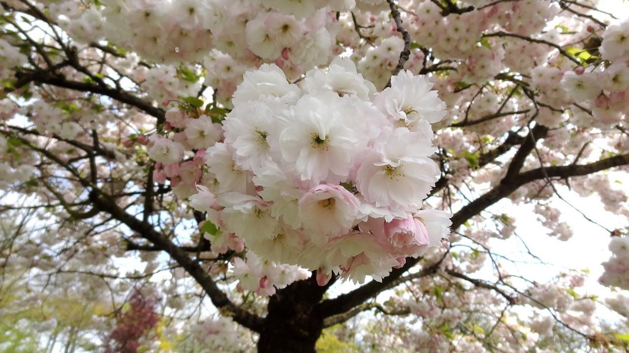 Beautiful sakura