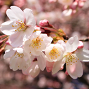 APK Sakura Wallpaper