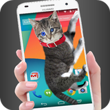 Katze geht im Handy süßer Witz Zeichen