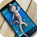 Lizard  on phone  prank
