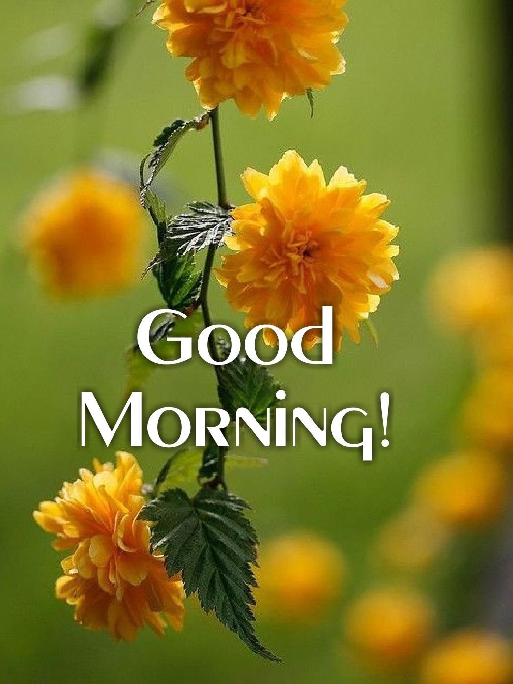 GoodMorning Images GIF 2025 APK For Android Download goodmorning-images-gif-2025-apk-for-android-download