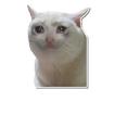 WAStickerApps Memes